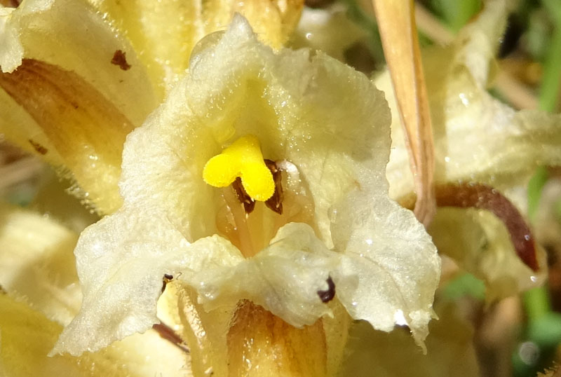 probabile: Orobanche salviae